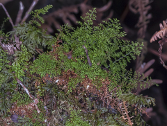 Adenophorus abietinus