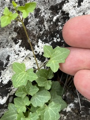 Maurandya antirrhiniflora