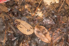 Eciton burchellii