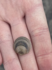 Divalinga quadrisulcata