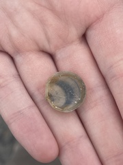 Divalinga quadrisulcata