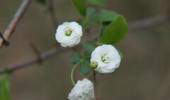 Spiraea prunifolia
