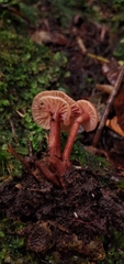 Laccaria ohiensis