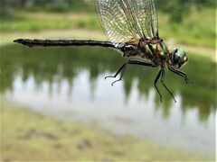 Somatochlora semicircularis