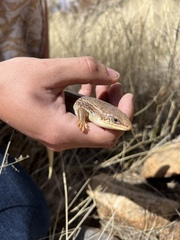 Plestiodon obsoletus