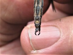 Somatochlora semicircularis