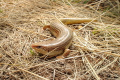 Plestiodon obsoletus