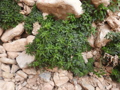Parietaria pensylvanica