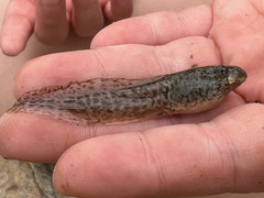 Lithobates berlandieri