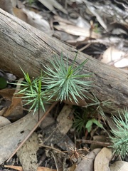 Dawsonia superba