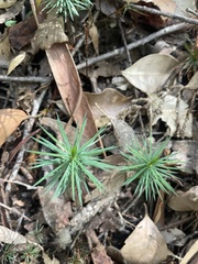 Dawsonia superba