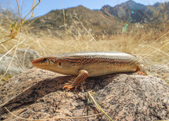 Plestiodon obsoletus