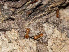 Cephalotes clypeatus