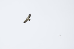 Buteo brachyurus