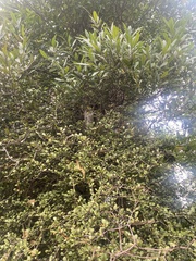 Elaeocarpus hookerianus