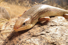 Plestiodon obsoletus