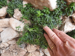 Parietaria pensylvanica