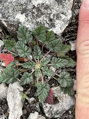 Erodium texanum