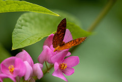 Parvospila lucianus
