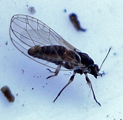 Trioza urticae