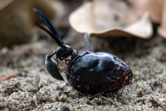 Synoeca ilheensis