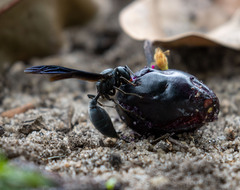 Synoeca ilheensis