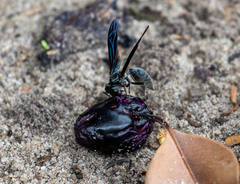 Synoeca ilheensis