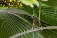 Thraupis palmarum