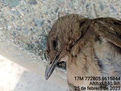 Turdus ignobilis