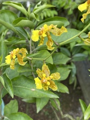 Erycina pusilla
