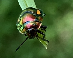 Lampromicra