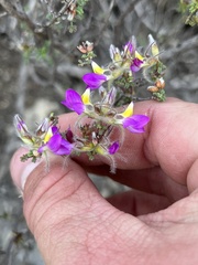 Dalea formosa