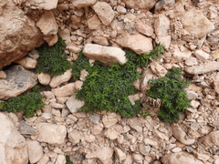 Parietaria pensylvanica