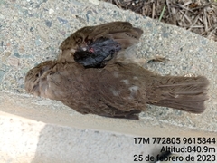 Turdus ignobilis