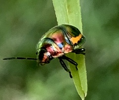 Lampromicra