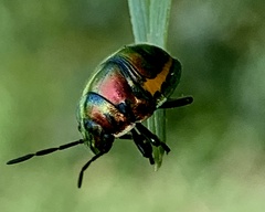 Lampromicra
