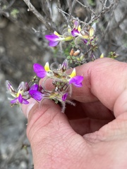 Dalea formosa