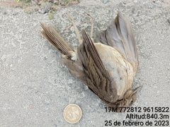 Turdus ignobilis