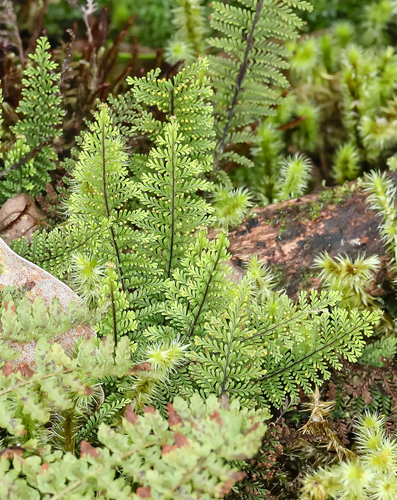 Adenophorus montanus observed 2022-09-27