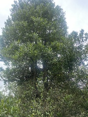 Elaeocarpus hookerianus