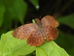 Pellicia