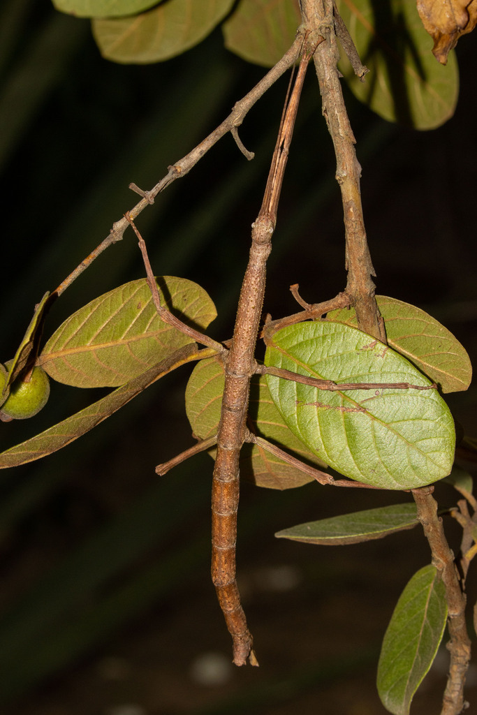 Cladomorphus aborigenus