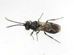 Cheloninae