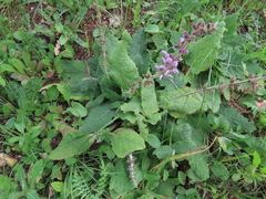 Salvia sclareoides