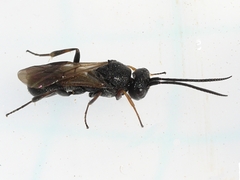 Cheloninae