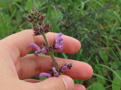 Salvia sclareoides