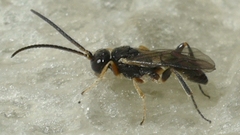 Cheloninae