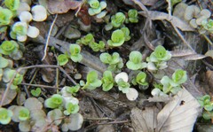 Lysimachia nummularia