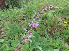 Salvia sclareoides