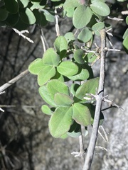 Lonicera subspicata